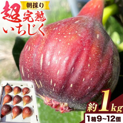 朝採り 超完熟いちじく 約1kg(9個 〜12個)古大農園[2024年8月中旬-11月上旬に出荷予定(土日祝除く)]大阪府 羽曳野市 いちじく 無花果 フルーツ 果物 完熟 超完熟 送料無料 [配送不可地域あり]---habikino_hdn_2_1---