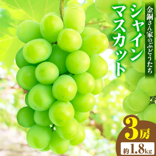 【2025年先行予約】シャインマスカット 約1.8kg (3房) 金銅さん家のぶどうたち 《2025年8月上旬-9月上旬頃出荷(土日祝除く)》 大阪府 羽曳野市 ぶどう 果物 フルーツ 葡萄 シャイン マスカット 種なし 冷蔵 くだもの 大粒---habikino_kbt_1_1---