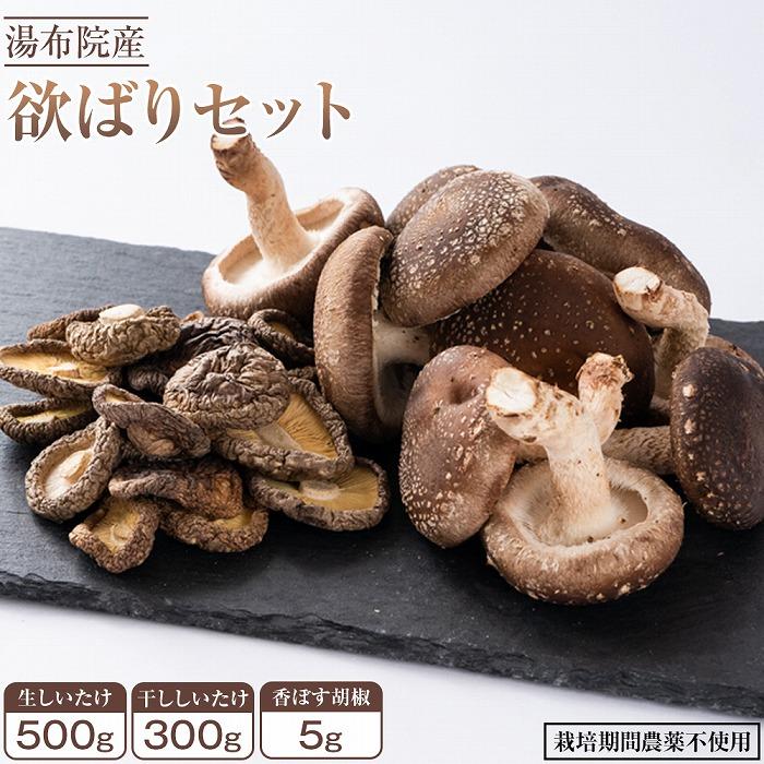 【欲ばりセット】湯布院産 (生しいたけ500g+干ししいたけ300g+香ぼす胡椒)|栽培期間農薬不使用