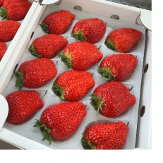 【1月～2月上旬発送分】プレミアいちごLL/紅ほっぺ/朝摘み/ 12玉1箱【配送不可地域：離島・北海道・沖縄】【1209755】