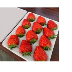 【1月～3月上旬発送分】プレミアいちごL/紅ほっぺ/朝摘み/ 12玉1箱【配送不可地域：離島・北海道・沖縄】【1209766】