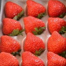 多湖農園のデカうまっ苺「紅ほっぺ」化粧箱入り　1000g【配送不可地域：離島・北海道・沖縄】【1211078】