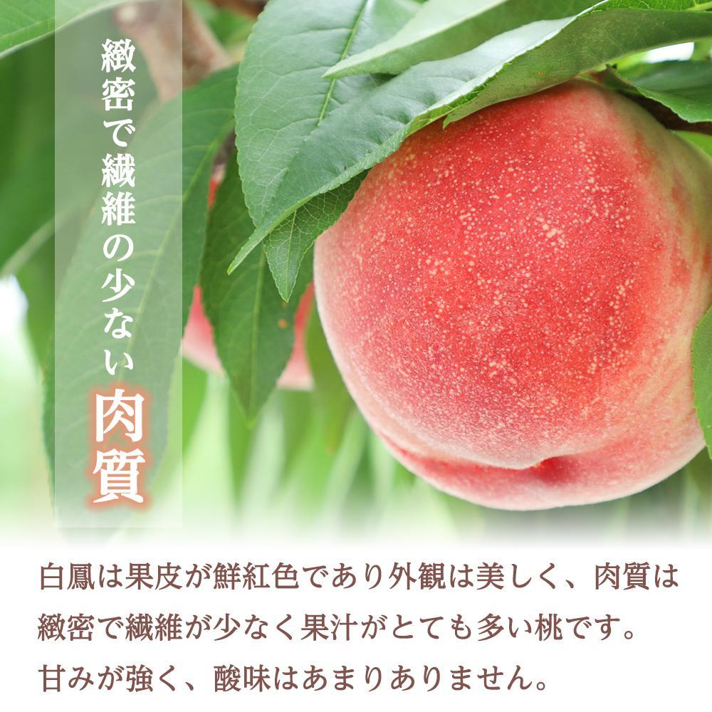 和歌山県産 白鳳 桃 5～8玉入り 秀品 先行予約［2025年6月下旬