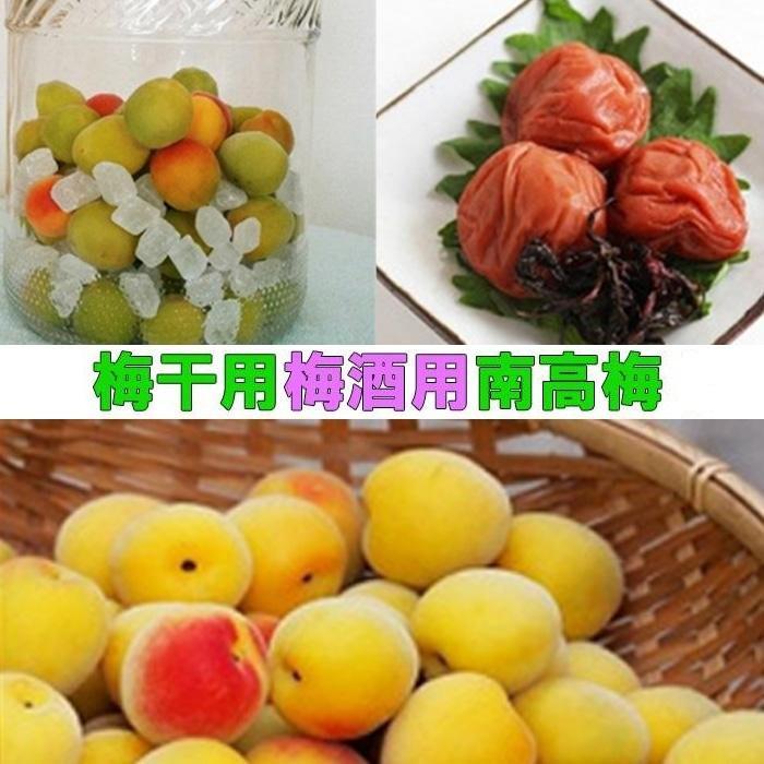 ［梅干・梅酒用］（3Lまたは2L－2Kg）熟南高梅＜2026年6月上旬～7月7日発送予定＞フルーツ 果物 くだもの 食品 人気 おすすめ 送料無料［ART06］