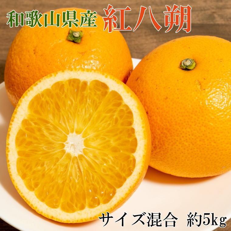 ［希少品］和歌山県産紅八朔約5kg（サイズ混合）★2026年１月下旬頃より順次発送［先行予約］［TM88］