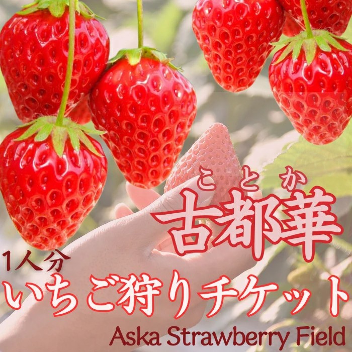 古都華いちご狩りクーポン Aska Strawberry Field 奈良県 奈良市 なら 10-082