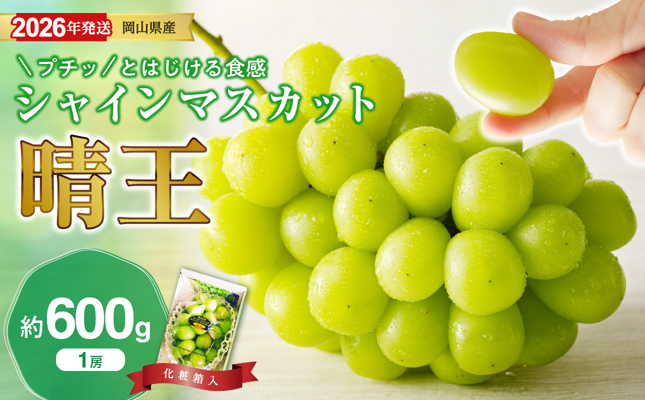 【2026年発送分 先行受付スタート!】岡山県産シャインマスカット「晴王」秀品 1房(約600g)(令和8年8月中旬~11月中旬頃発送)【 シャインマスカット 晴王 フルーツ 果物 くだもの 葡萄 ぶどう 岡山県産 秀品 種無し 高糖度 】hz-s