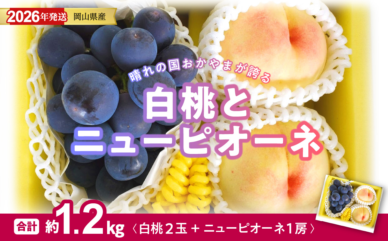 【2026年発送分 先行受付スタート！】岡山県産 白桃とニューピオーネのセット（令和8年7月以降発送）【 白桃 ニューピオーネ セット 詰合せ フルーツ 果物 くだもの もも 桃 モモ 葡萄 ぶどう ブドウ 岡山県産 】