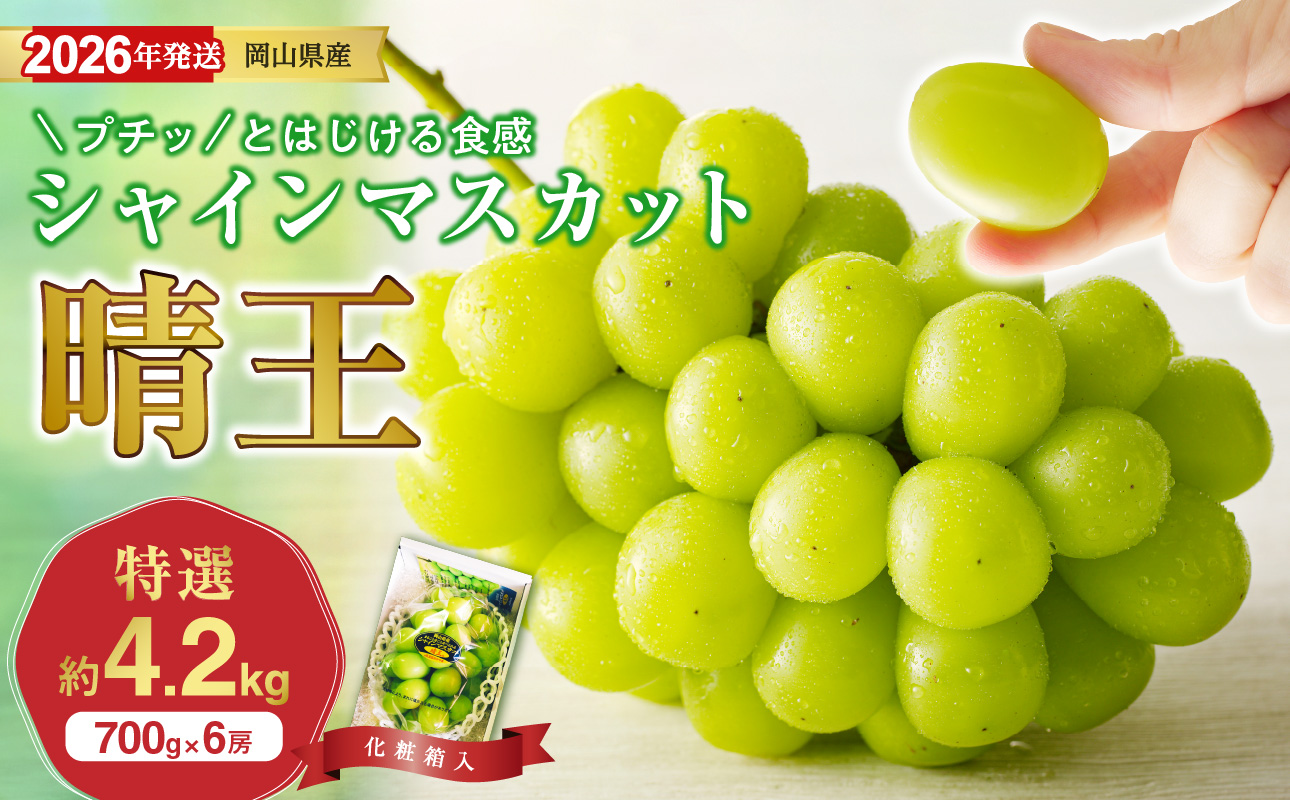 【2026年発送分 先行受付スタート！】岡山県産シャインマスカット「晴王」特選　大房　化粧箱入（約700g×6房）（令和8年8月中旬以降発送） 【 シャインマスカット 晴王 フルーツ 果物 くだもの 葡萄 ぶどう 岡山県産 特選 種無し 高糖度 】hz-s