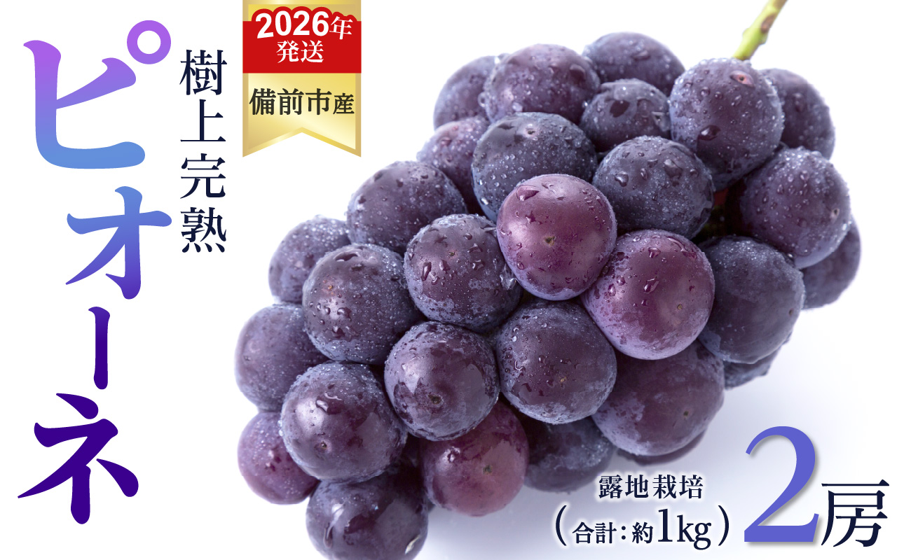 【2026年発送分 先行受付開始!】びぜん葡萄「ピオーネ」(露地栽培)2房入(令和8年8月中旬~9月中旬頃発送)【 岡山県備前市産 ピオーネ 露地栽培 2房 樹上完熟 】