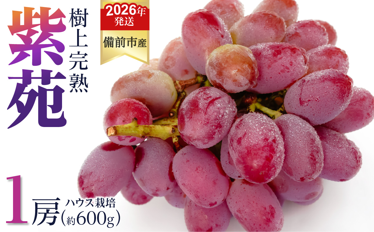 【2026年発送分 先行受付開始!】びぜん葡萄「紫苑」(ハウス栽培)1房入(令和8年10月中旬~11月下旬頃発送)【 岡山県備前市産 紫苑 ハウス栽培 1房 約600g 樹上完熟 】