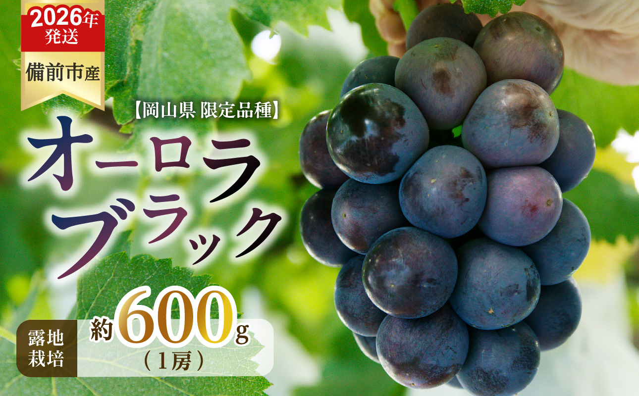 【2026年発送分 先行受付開始!】びぜん葡萄「オーロラブラック」(露地栽培)1房入(令和8年8月中旬~9月中旬頃発送)【 岡山県備前市産 オーロラブラック 露地栽培 1房 約600g前後 】
