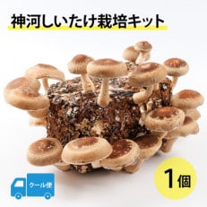 神河しいたけ栽培キット(しいたけ菌床)1個 ※5月~10月順次発送【配送不可地域:離島】【1411533】