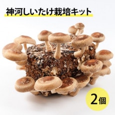 神河しいたけ栽培キット(しいたけ菌床)2個 ※10月~4月発送【1355221】