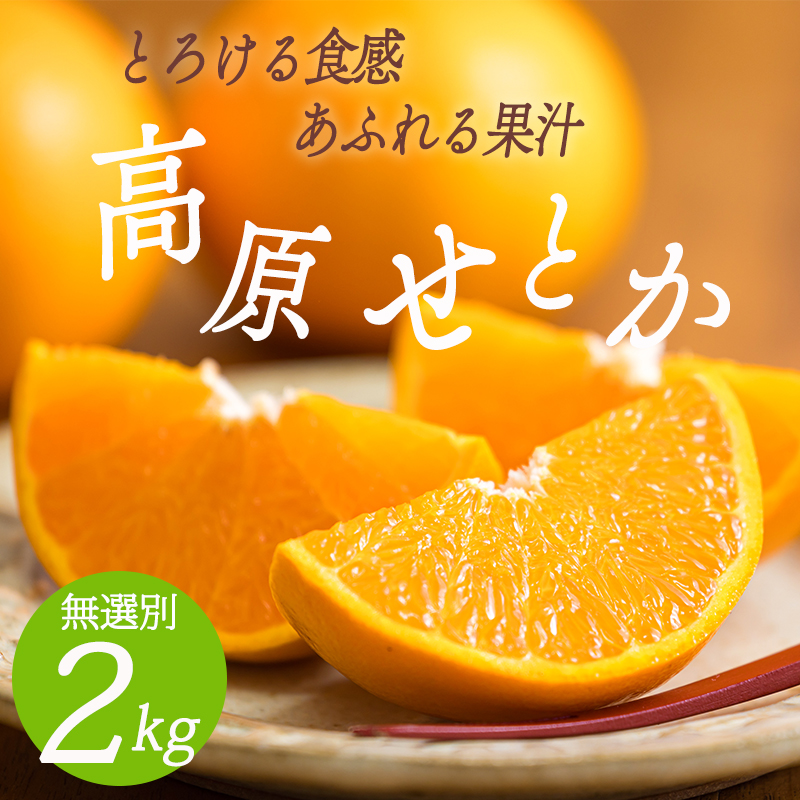 【期間限定】柑橘の高級種ブランド 高原町産「せとか」無選別 約2kg(大小混合6~8玉)TF0814-P00068