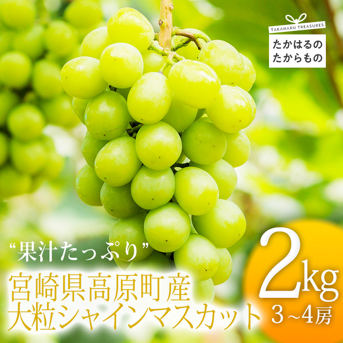 九州産シャインマスカット2kg(3~4房) 産地直送 TF0581-P00025