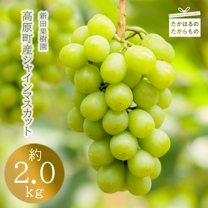 《数量限定・先行受付》 産地直送 九州産 シャインマスカット 約2kg 3～4房 食べやすい種なしブドウ [ぶどう 葡萄 大粒 果物 フルーツ 季節限定 果物 ギフト 贈答 産地直送 産直 2キロ 3個～4個 宮崎県高原町産] TF0564-P00025