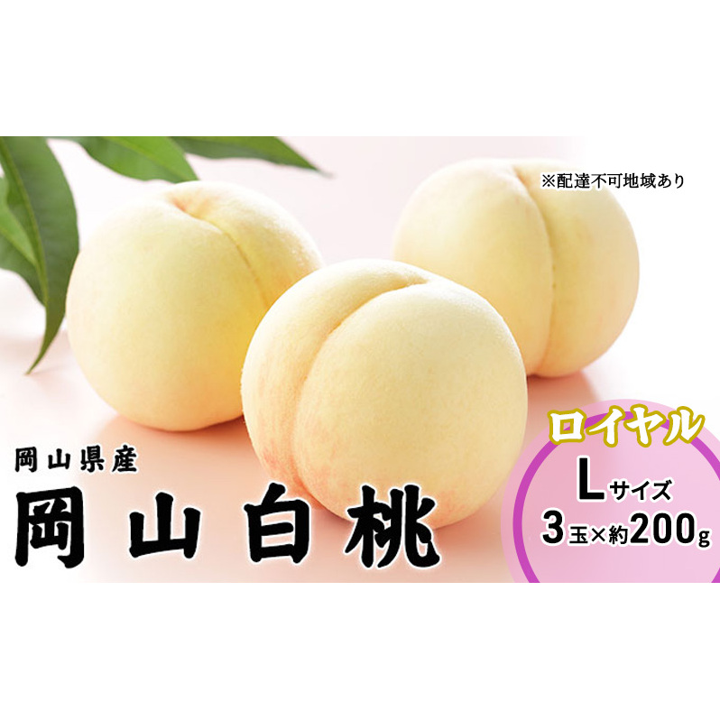 桃 2026年 先行予約 岡山 白桃 ロイヤル 3玉×200g(Lサイズ) 岡山県産 JAおかやまのもも モモ 岡山県産 国産 フルーツ 果物 ギフト