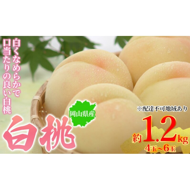 桃 2026年先行予約 岡山県産 白桃 約1.2kg 4~6玉 お届け 7月上旬~7月下旬