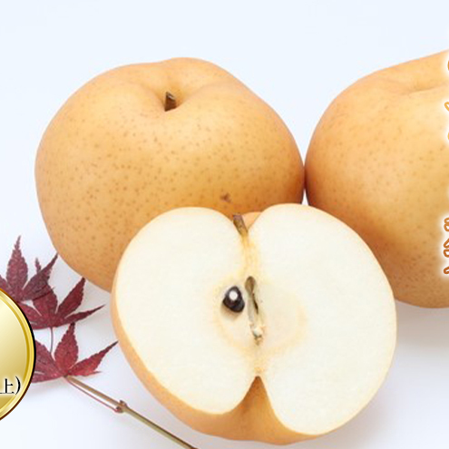 梨 2025年 先行予約 あたご梨 2玉入り(1玉 900g以上) なし ナシ  岡山県産 国産 フルーツ 果物 ギフト 和梨 デザート 食後 日本一の大きさ 大玉 シャリシャリ