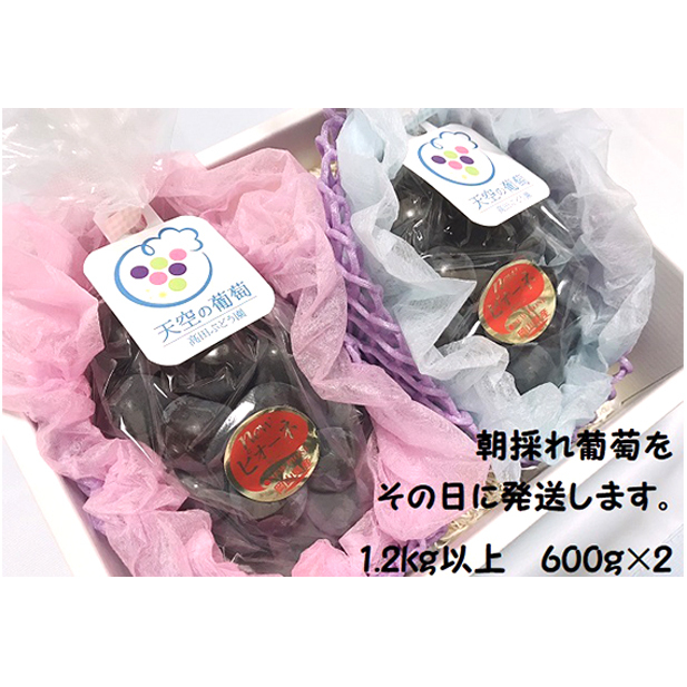 ぶどう 2026年度 早期受付 天空の葡萄(登録商標) ニュー ピオーネ 2房 1.2kg以上 1箱 美味しい笑顔をお約束 葡萄 フルーツ 岡山 高梁市産