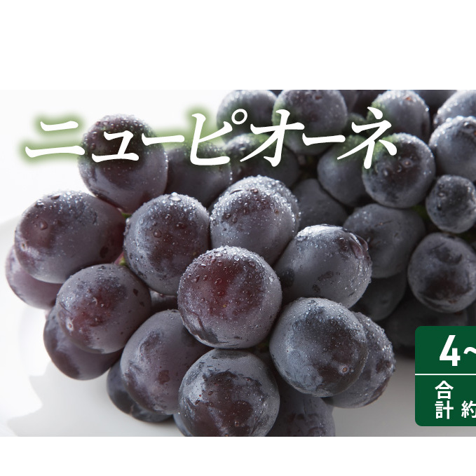 2025年 先行予約 ニューピオーネ 4～5房 合計約2kg 常温配送 ぶどう 葡萄 フルーツ 果物 岡山 岡山のぶどう 食後 デザート 産地直送 大粒 食べ応え ちょうどよい甘さ 種無し 