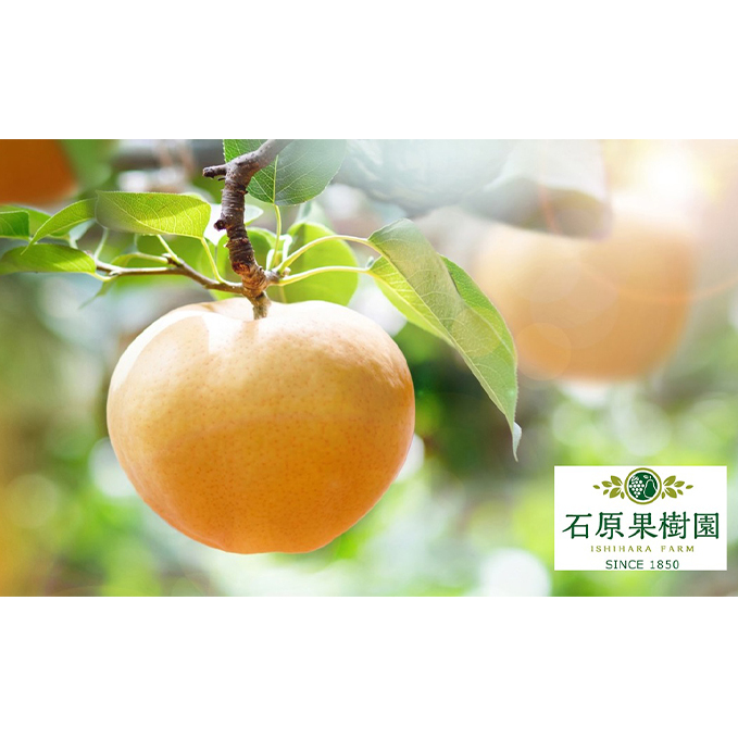 梨 2025年 先行予約 あたご梨 4～9玉 合計約4.5kg 贈答箱【11月下旬～12月中旬頃発送】 ナシ なし 岡山県産 国産 フルーツ 果物 ギフト 石原果樹園 繊細な味 ジャンボ梨 