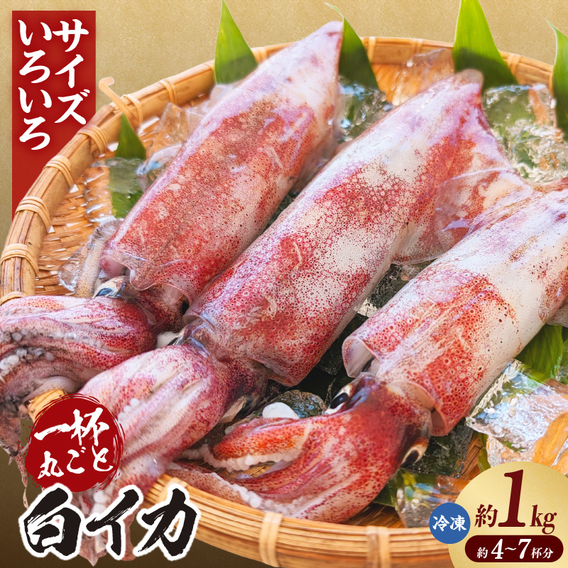 【兵庫県香美町産 白イカ 約1kg(4-7杯程度入)不揃い 冷凍】獲れたまま バラ凍結 鮮度抜群 サイズいろいろ 大小さまざま いか イカ 白いか 白イカ おすすめ 兵庫県 香美町 山米鮮魚 74-31