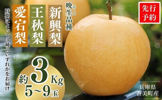 [先行予約]梨 (新興梨 王秋梨 愛宕梨のいずれか)3kg(5〜9玉)10月中旬から12月下旬にかけて発送 晩生品種(新興・王秋・愛宕)のいずれかを時期によってお届け。大人気 人気 ふるさと納税 返礼品 おすすめ ランキング 梨の一大産地香住からお届け 絶妙な美味さ 味と品質へのこだわり 兵庫県 香美町 香住 国産 果物 フルーツ ナシ なし 和梨 贈答 ギフト JAたじま 9000円 12-06