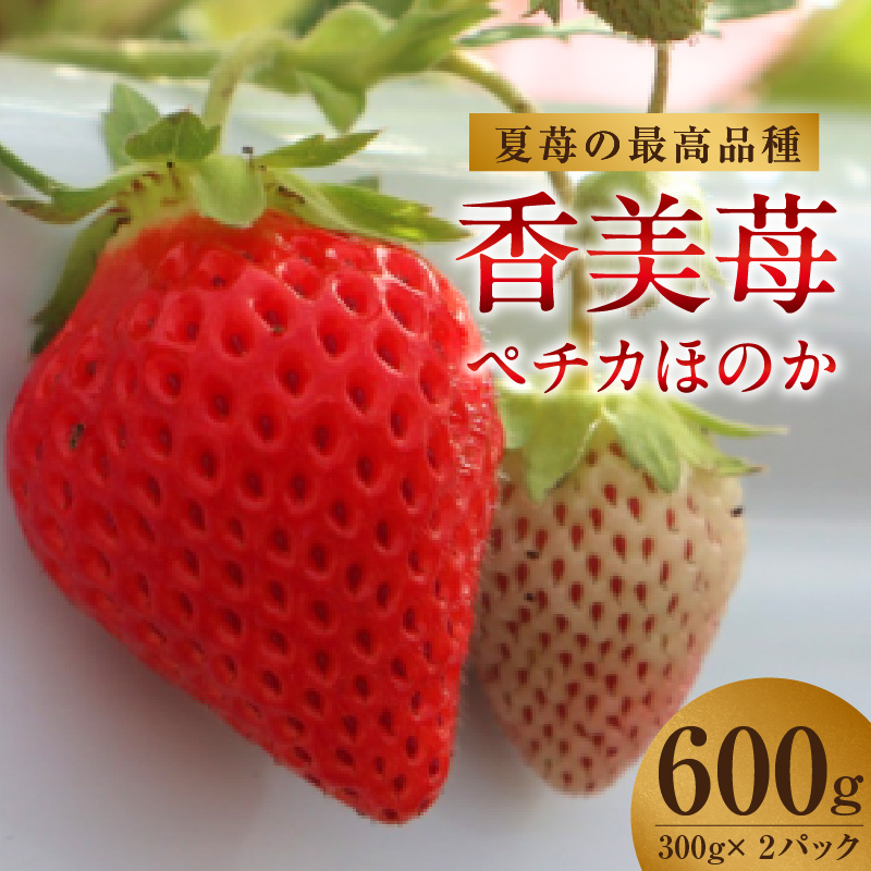 【期間限定】【夏イチゴの最高級品種 ペチカほのか 300g(12~24粒)2パック】7月から11月まで順次発送 香美苺 いちご イチゴ 人気 おすすめ 兵庫県 香美町 村岡 ユースランド 18-06
