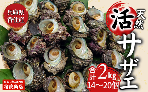 [サザエ 兵庫県香住産 新鮮 天然 活サザエ 2kg(14〜20個)冷蔵]※発送目安:入金確認後、順次発送 香住で水揚げされた新鮮なサザエをお届けします。つぼ焼き、炊き込みご飯(サザエ飯)、酒の肴などにピッタリ!磯の香りが濃く風味豊かなサザエです。大人気 ふるさと納税 夏休み BBQ バーベキュー キャンプ お盆 海 海水浴 日本海 兵庫県 香美町 香住 柴山 宿院商店 15000円 33-20