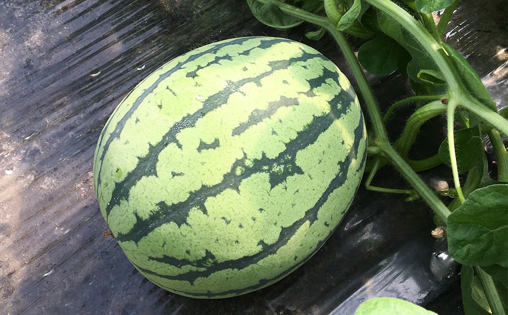 大玉 スイカ 1玉 熊本県 益城町産 約6kg以上 【2024年5月下旬-8月上旬発送予定】