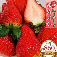 【2026年1月以降順次発送予定】電子技法栽培「苺」ゆめのか【約430g×2トレー】【配送不可地域：離島】【1072260】