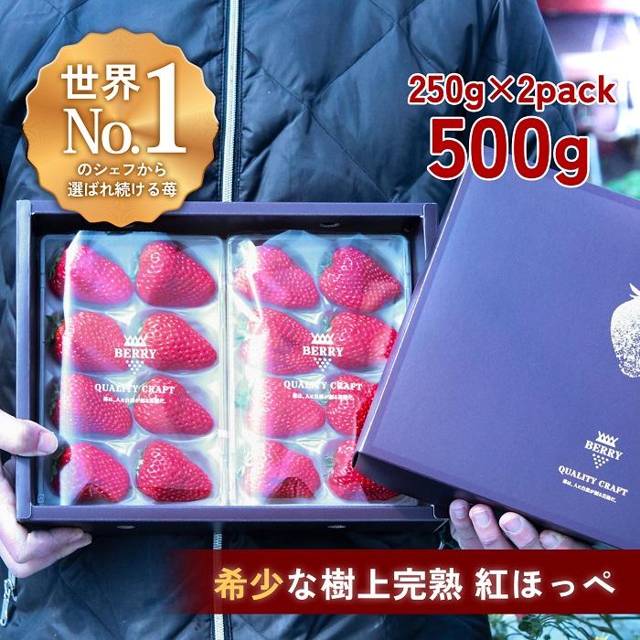 【完熟クラフト苺BERRY】有名シェフ御用達【樹上完熟紅ほっぺ】約500g(出荷2025年12月上旬~2026年5月下旬)