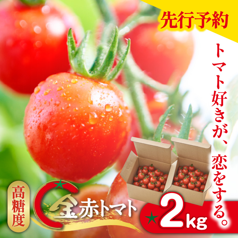 【先行予約】【2025年12月頃から順次発送】トマト好きが、恋をする。　2kg　金赤トマトミニ 野菜 新鮮野菜 夏野菜 旬野菜 生野菜 ミニトマト プチトマト フルーツ トマト 国産 味が濃い 濃厚 高糖度 甘い ビタミンC リコピン お弁当 サラダ マリネ 前菜 お取り寄せ 特産品 愛知県 常滑市