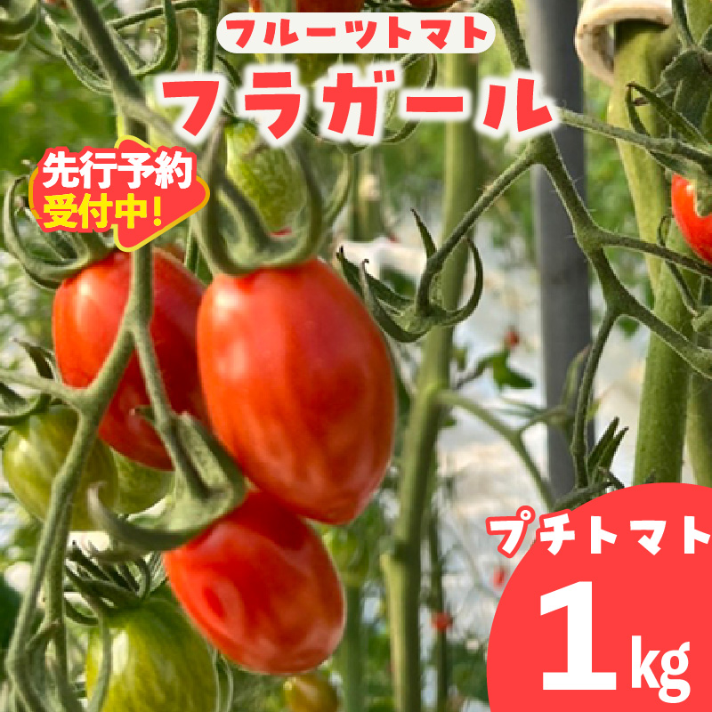 【先行予約】【2025年12月頃から順次発送】フルーツトマト　フラガール1kg（へたなし）　よこた農園　フラガール プチトマト 野菜 トマト 新鮮野菜 太陽の恵み トマト料理 愛知県産 フルーツとまと 甘いトマト お取り寄せ グルメ 常滑市 へたなし