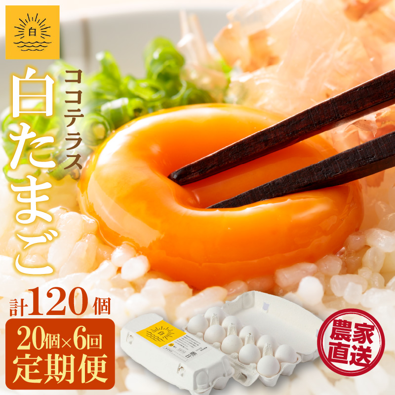 【6ヵ月定期便】ココテラスの朝日(白たまご)15個 + 5個保証(計20個)【JGAP認証】