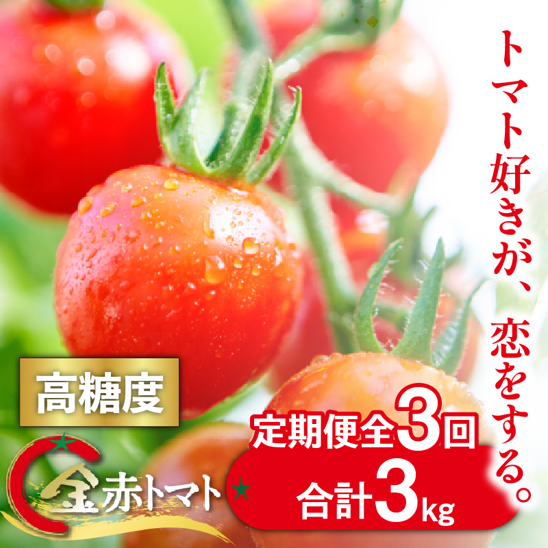 【3ヵ月定期便（隔月）】トマト好きが、恋をする。 金赤トマト 1kg×3回（計3kg）金赤トマトミニ 野菜 新鮮野菜 夏野菜 旬野菜 生野菜 ミニトマト プチトマト フルーツ トマト 国産 味が濃い 濃厚 高糖度 甘い ビタミンC リコピン お弁当 サラダ