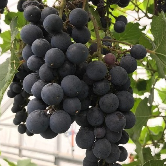 ワイン用 ブドウ苗(ピノノワール)6号鉢入り 2～3年生 大苗 樹高50cm前後 苗 苗木/ ぶどう ぶどう苗木 葡萄 ぶどうの木 庭木 植木 【Herb＆Rose】 [BHCQ006]