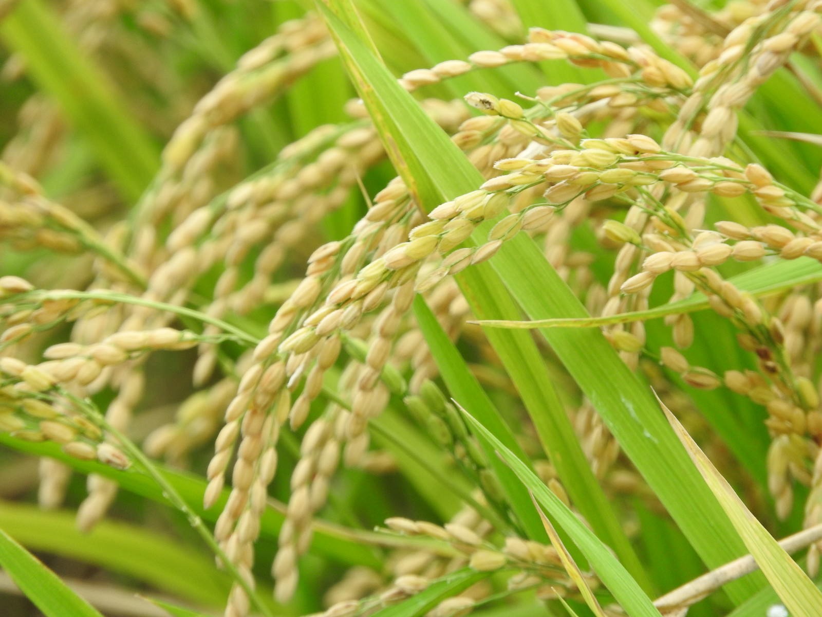 【ふるさと納税】 香川県三豊市山間地区産 令和7年産 にじのきらめき 10kg  秋 旬