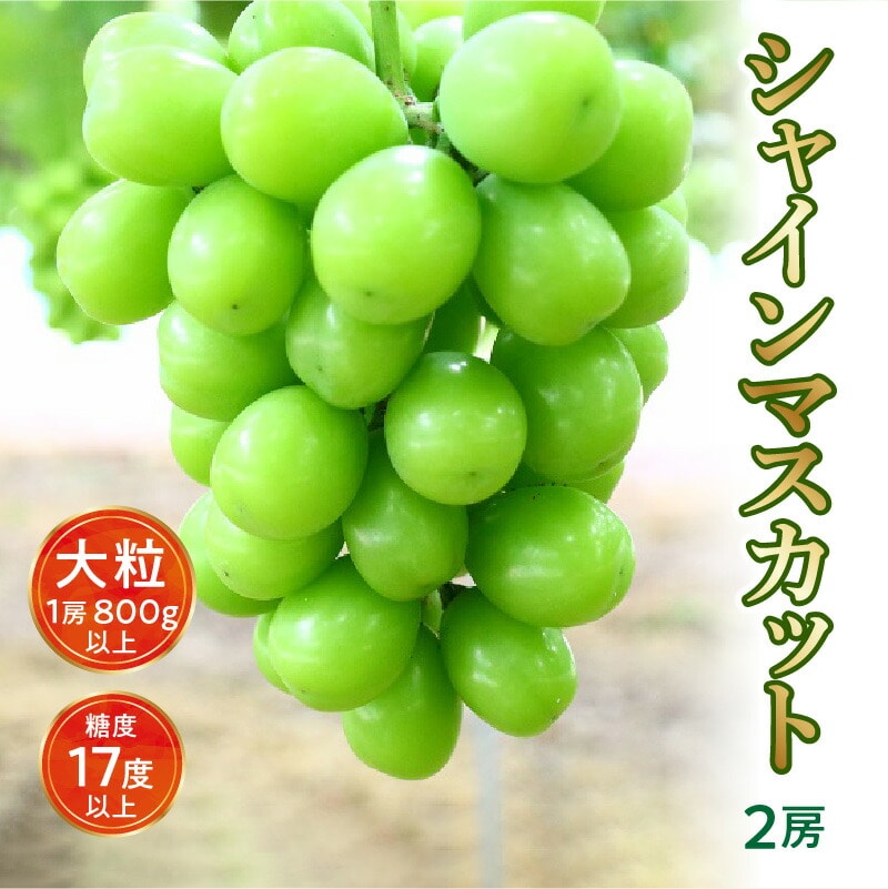 【ふるさと納税】【先行予約】【配送不可地域：北海道・沖縄県・離島】シャインマスカット大粒 2房【800ｇ以上】【糖度17度以上】皮 旬 時期 糖度 香川 種なし シャインマスカット 大粒 贈答用 ギフト お取り寄せ 国産 新鮮 産地直送 高級 ぶどう 葡萄 ブドウ 皮ごと