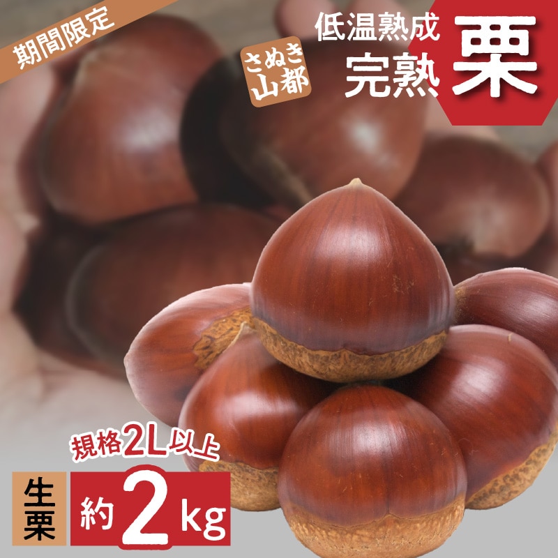 【ふるさと納税】 生栗 期間限定 数量限定 先行予約 『さぬき山都の低温熟成 完熟栗 2Lサイズ以上 約2kg 』 [ 栗ごはん 秋の味覚 くり 大粒 栽培 厳選 糖度 選別 三豊市 グルメ お取り寄せ 送料無料 さぬき山都 ]