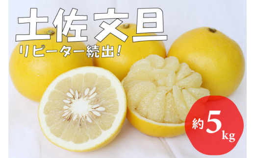 【先行予約受付中 2026年発送】森下さん家の土佐文旦(約5kg/8~12玉) フルーツ 果物 新鮮 産直 柑橘