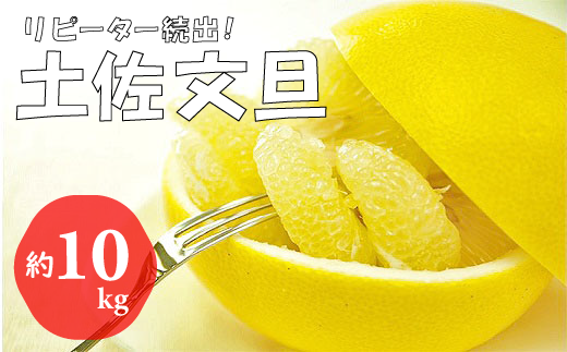【先行予約受付中 2026年発送】森下さん家の土佐文旦(約10kg/16~23玉)  フルーツ 果物 新鮮 産直 柑橘