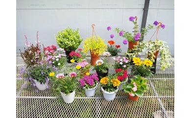 お楽しみ季節の鉢植え(大)