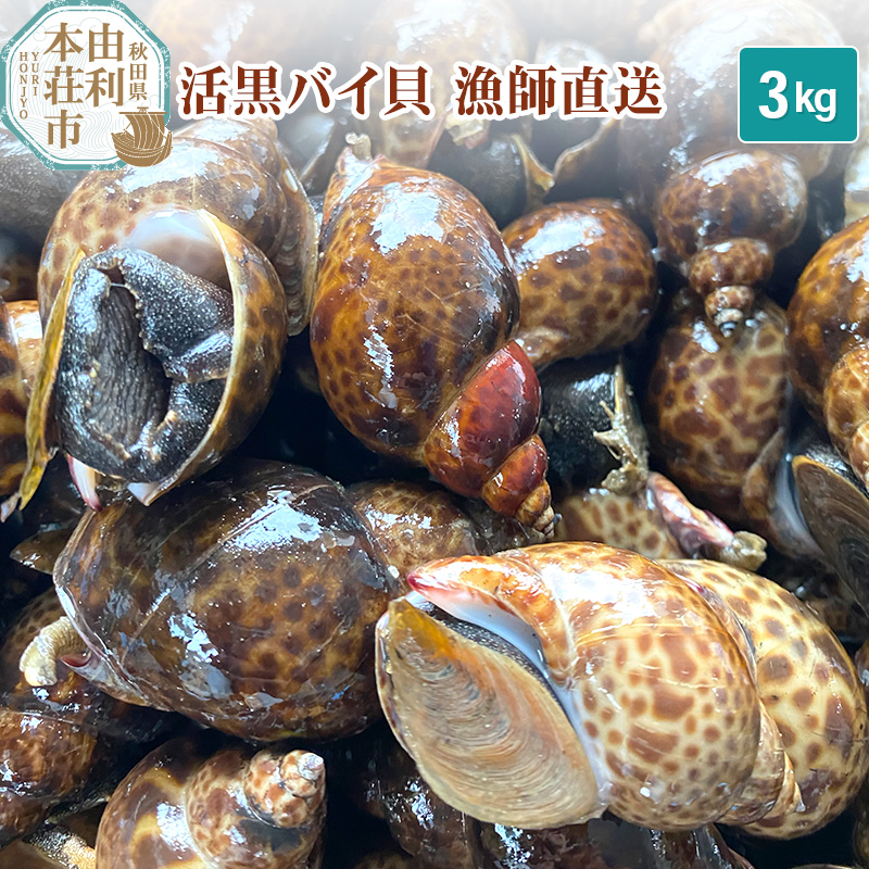 由利本荘市産 活黒バイ貝 3kg