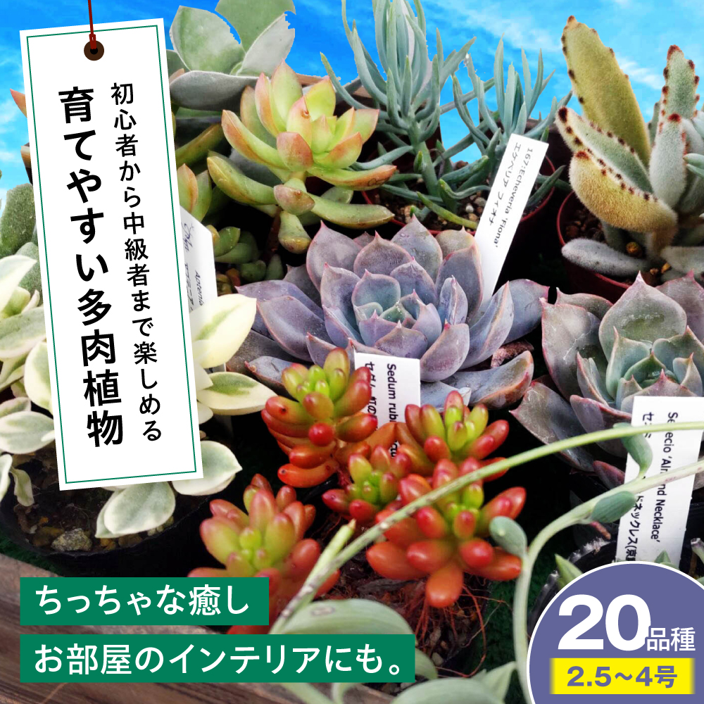 多肉植物 20品種20鉢セット 植物 セット 初心者 育てやすい 多肉植物 三次市/園芸王国パスタイム [APCJ002]