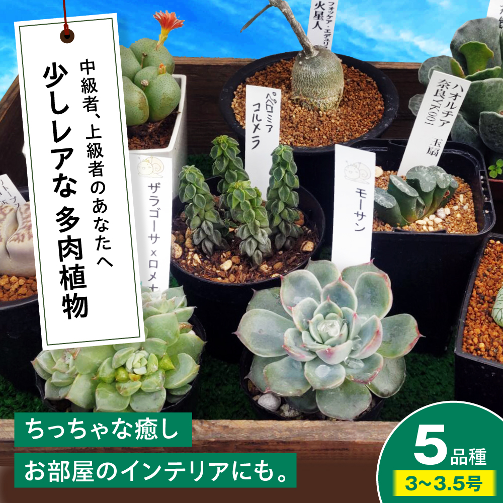 多肉植物 少しレアな5品種5鉢セット 植物 レア セット 珍しい 多肉植物 三次市/園芸王国パスタイム [APCJ003]