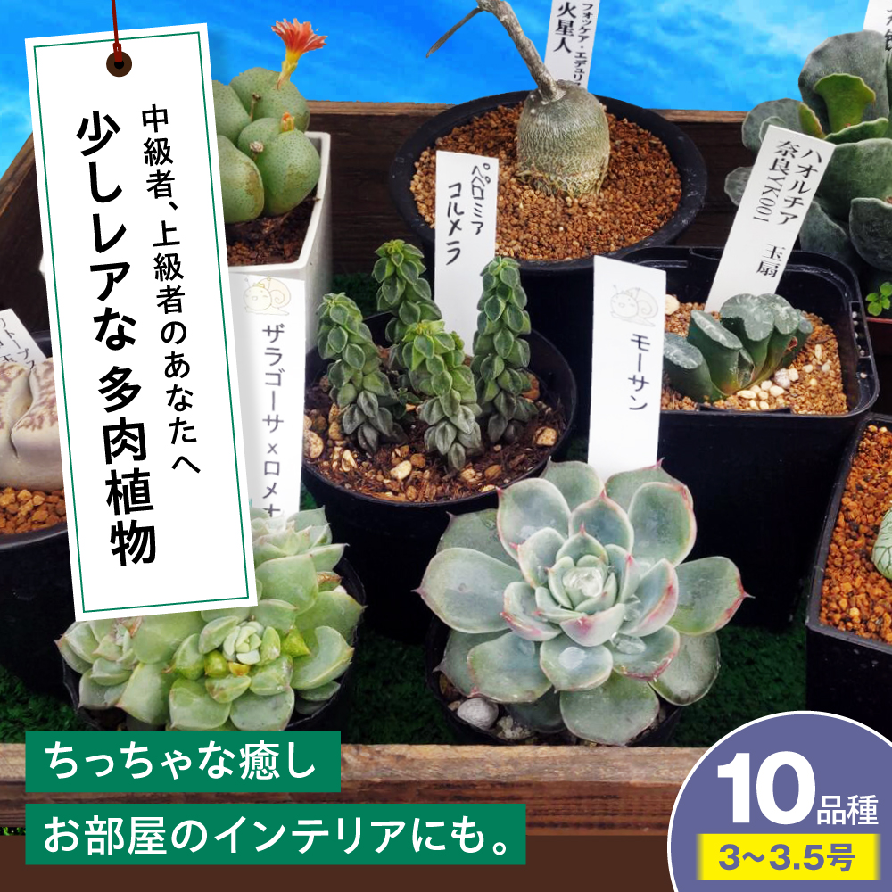 多肉植物 少しレアな10品種10鉢セット 植物 レア セット 珍しい 多肉植物 三次市/園芸王国パスタイム [APCJ004]