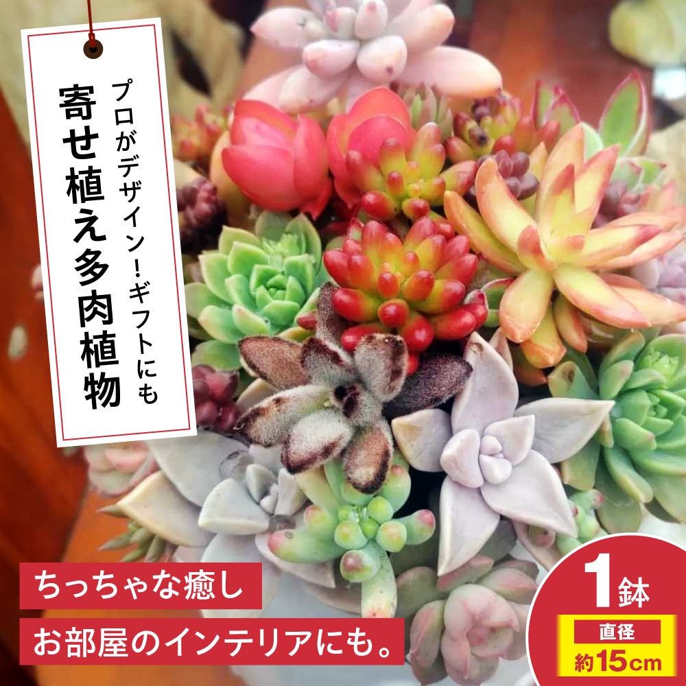 多肉植物 オリジナル寄せ植え 植物 多肉植物 寄せ植え インテリア 三次市/園芸王国パスタイム [APCJ005]